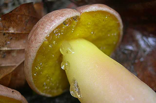 Aureoboletus gentilis     (Qul.)      Pouzar